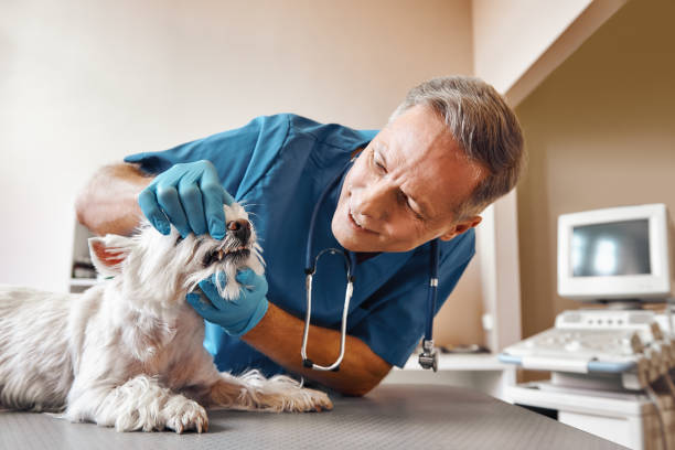 Best Emergency Root Canal Therapy in Caribou, ME